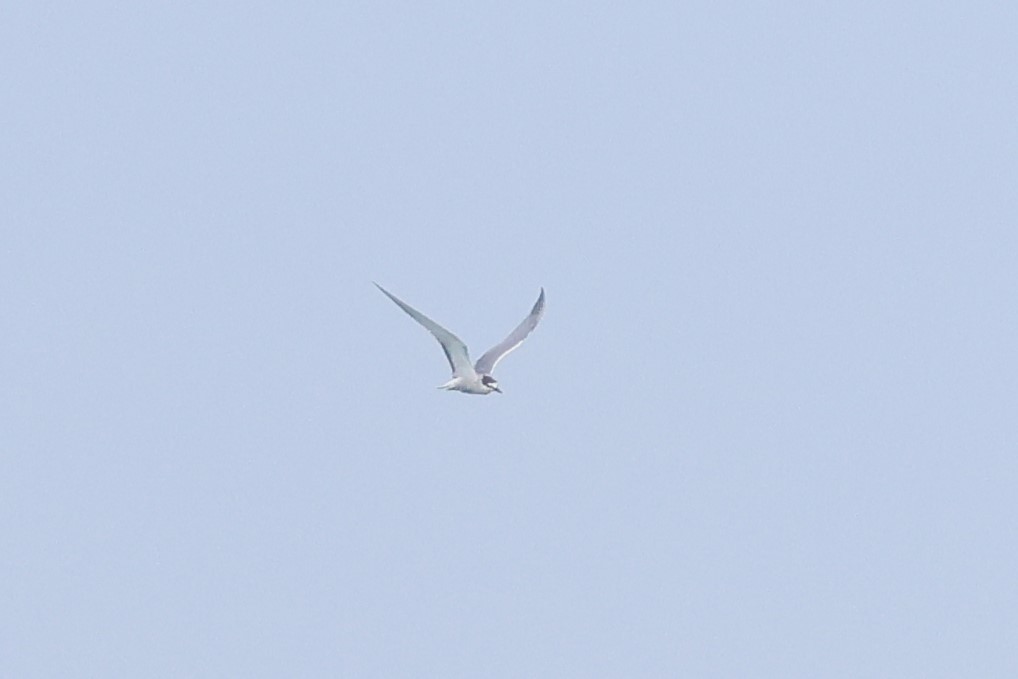 Aleutian Tern - 志民 蘇