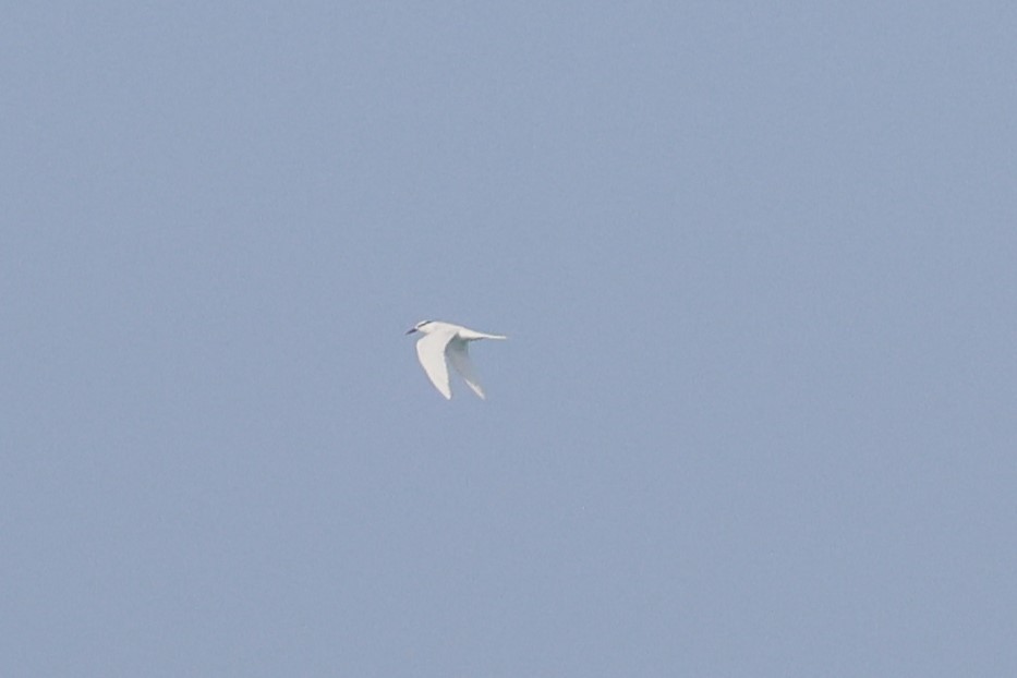 Black-naped Tern - ML619558374