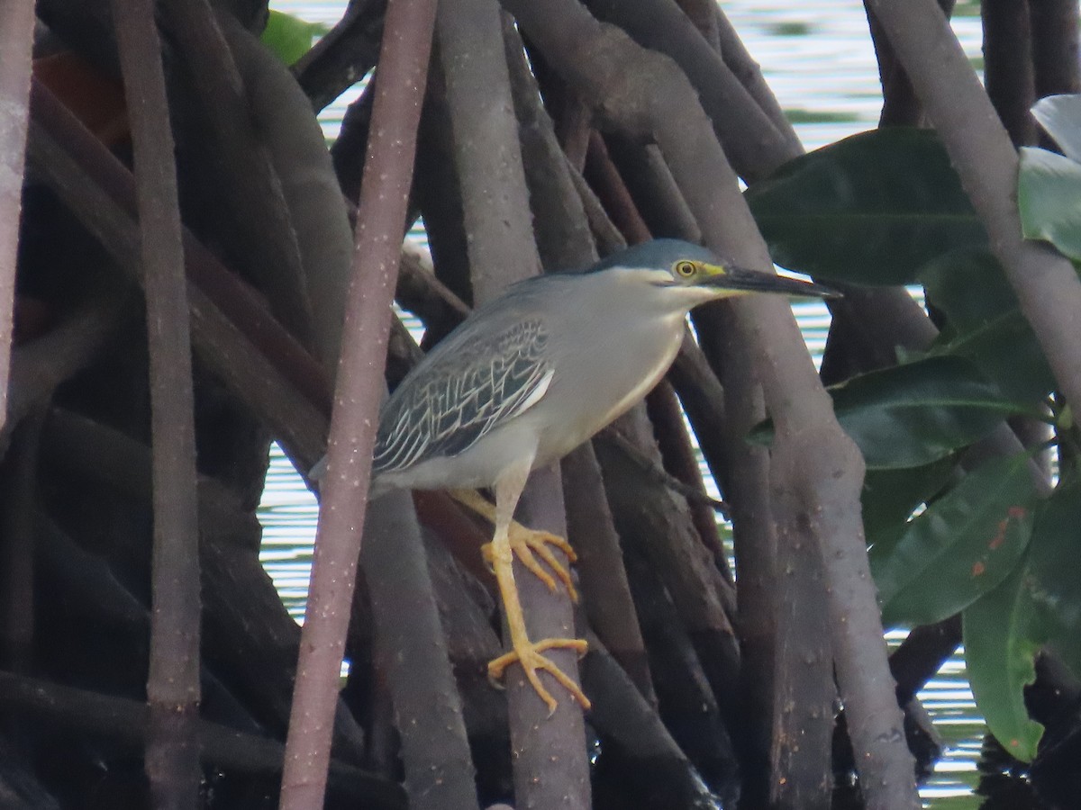 Striated Heron - Hercs Doria