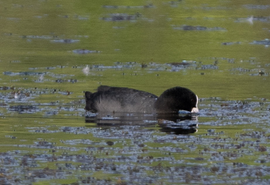 Eurasian Coot - Anurag Mishra