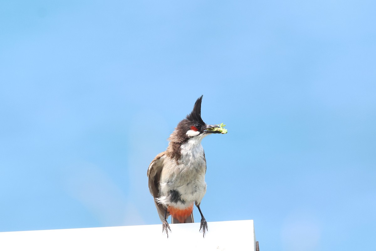 Red-whiskered Bulbul - ML619558384