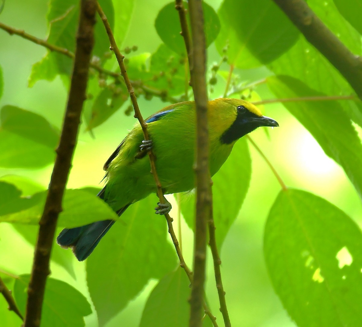 Blue-winged Leafbird - ML619558396