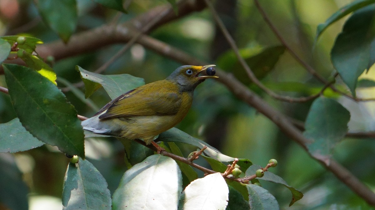 Gray-headed Bulbul - ML619558397