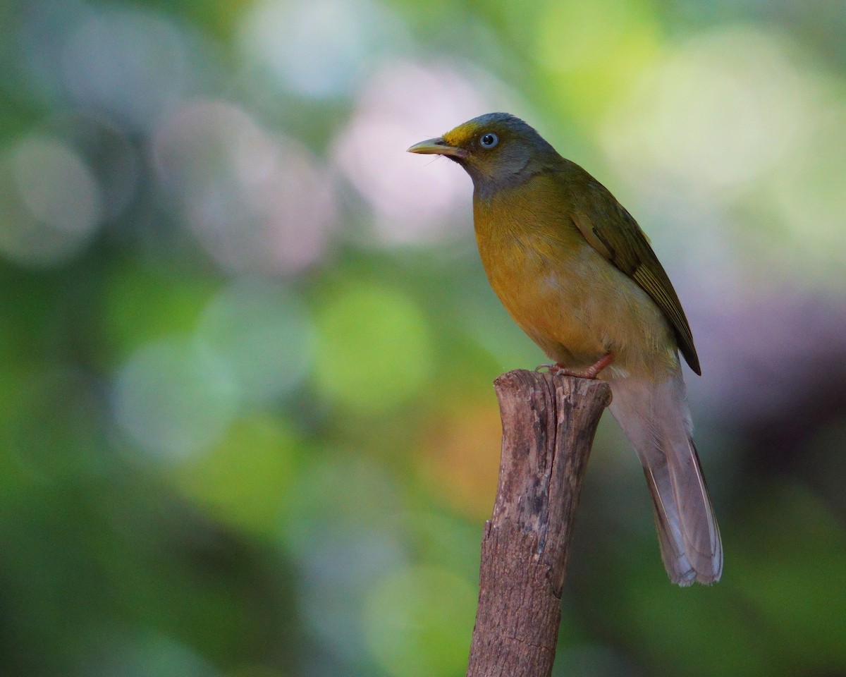 Gray-headed Bulbul - ML619558410