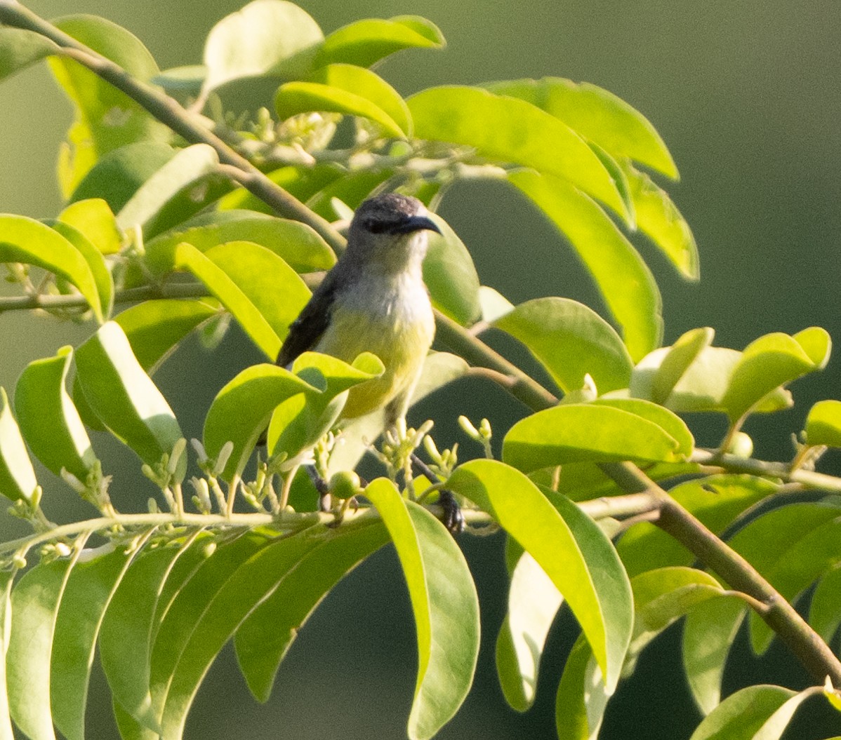 Purple-rumped Sunbird - Anurag Mishra