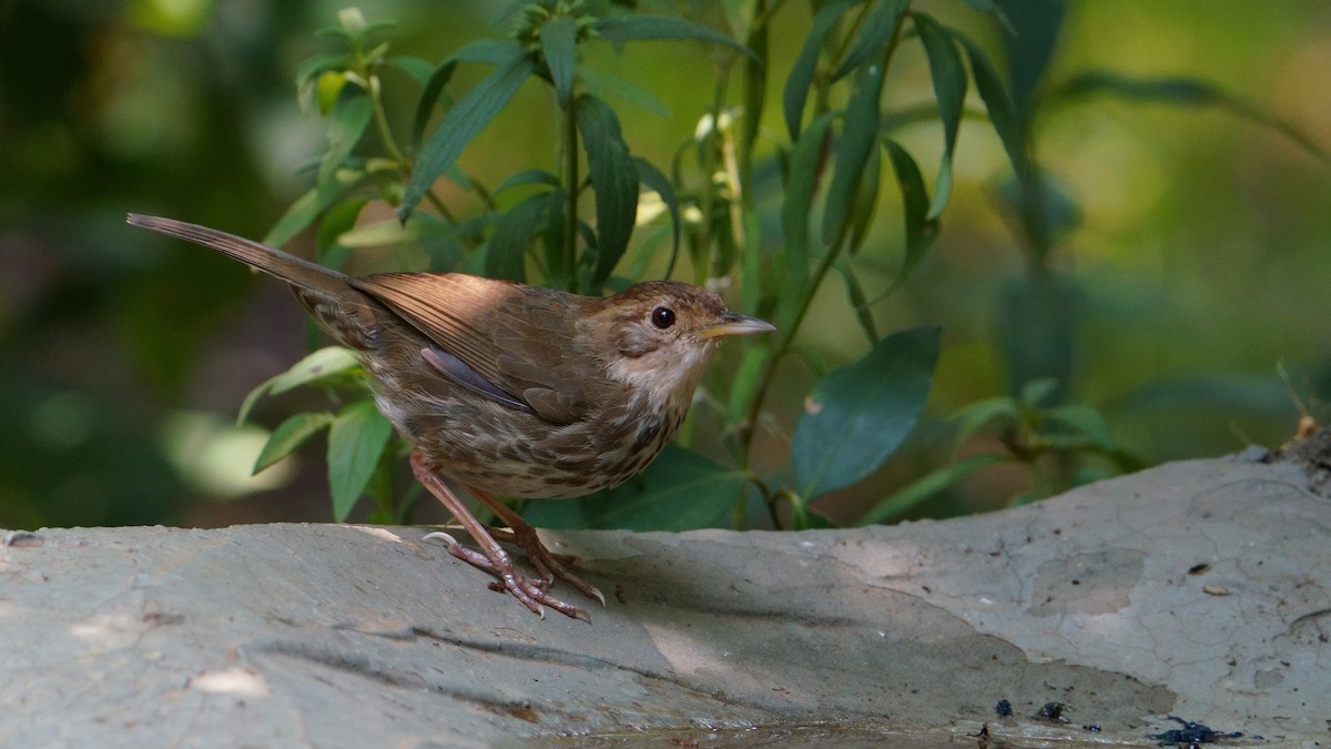 Puff-throated Babbler - Amit Bandekar