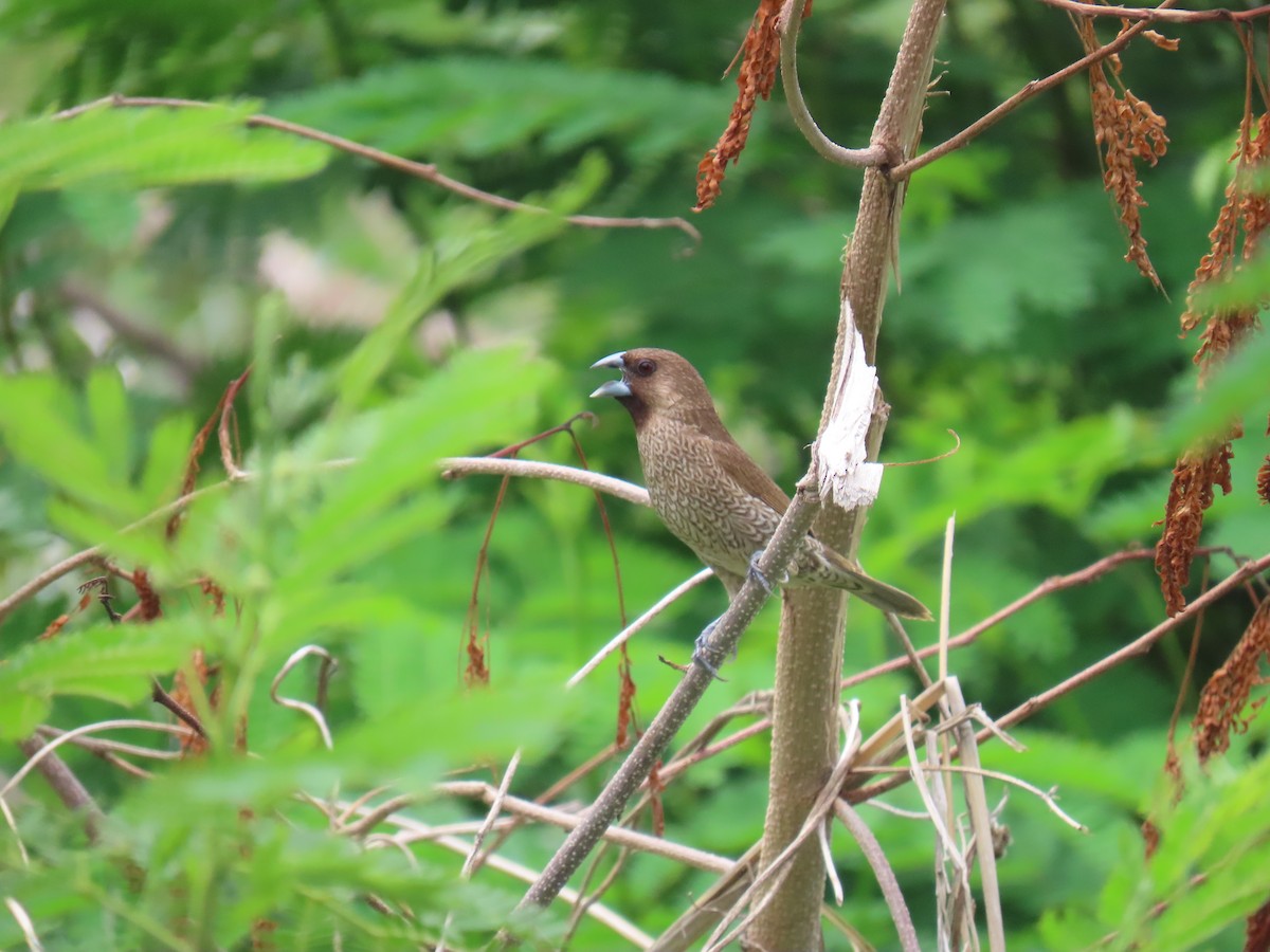 Scaly-breasted Munia - Hercs Doria