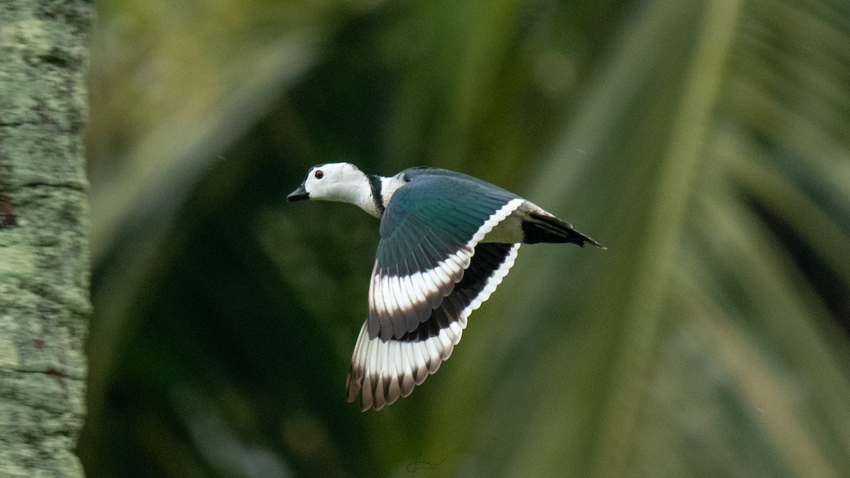 Cotton Pygmy-Goose - Faisal Fasaludeen