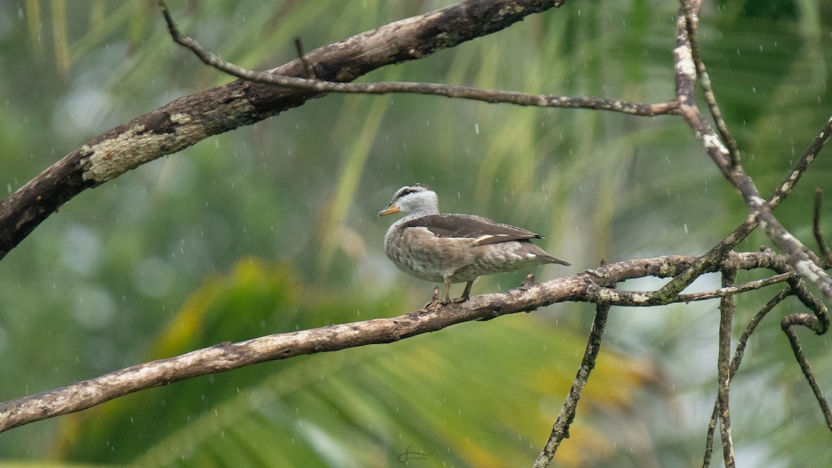 Cotton Pygmy-Goose - Faisal Fasaludeen