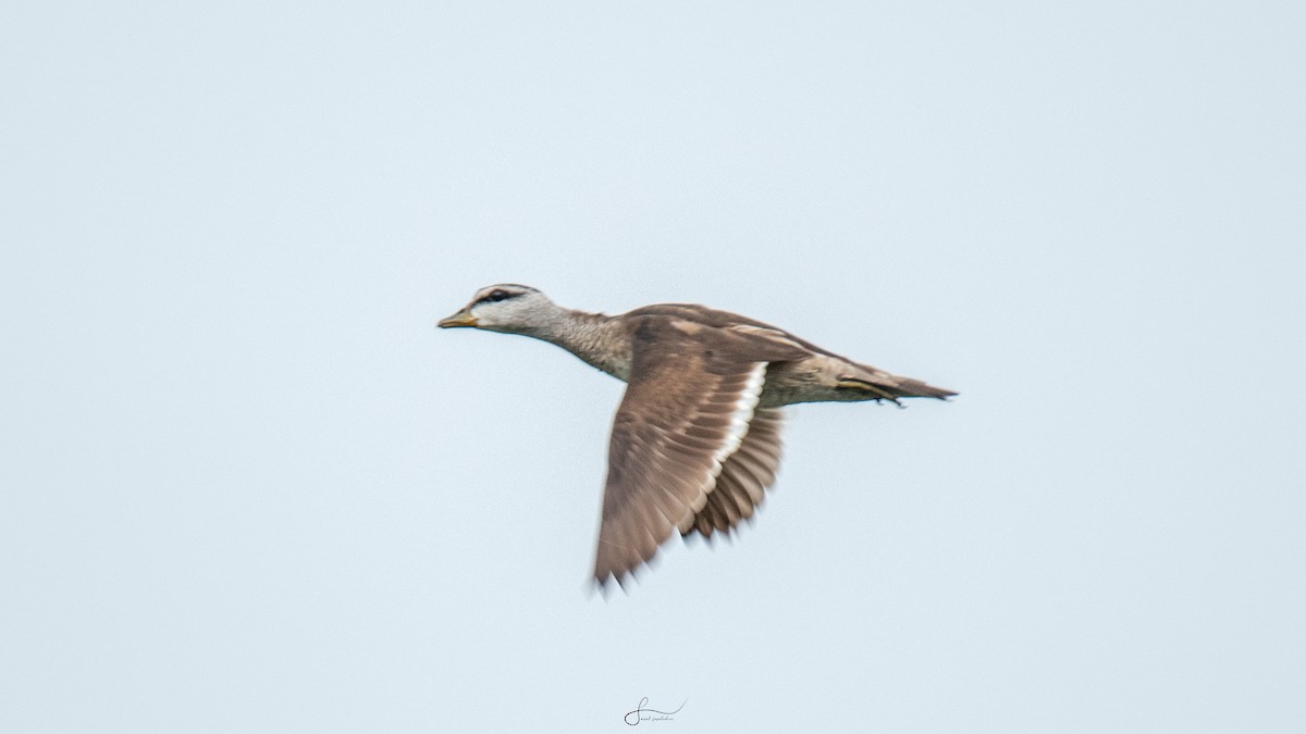 Cotton Pygmy-Goose - Faisal Fasaludeen