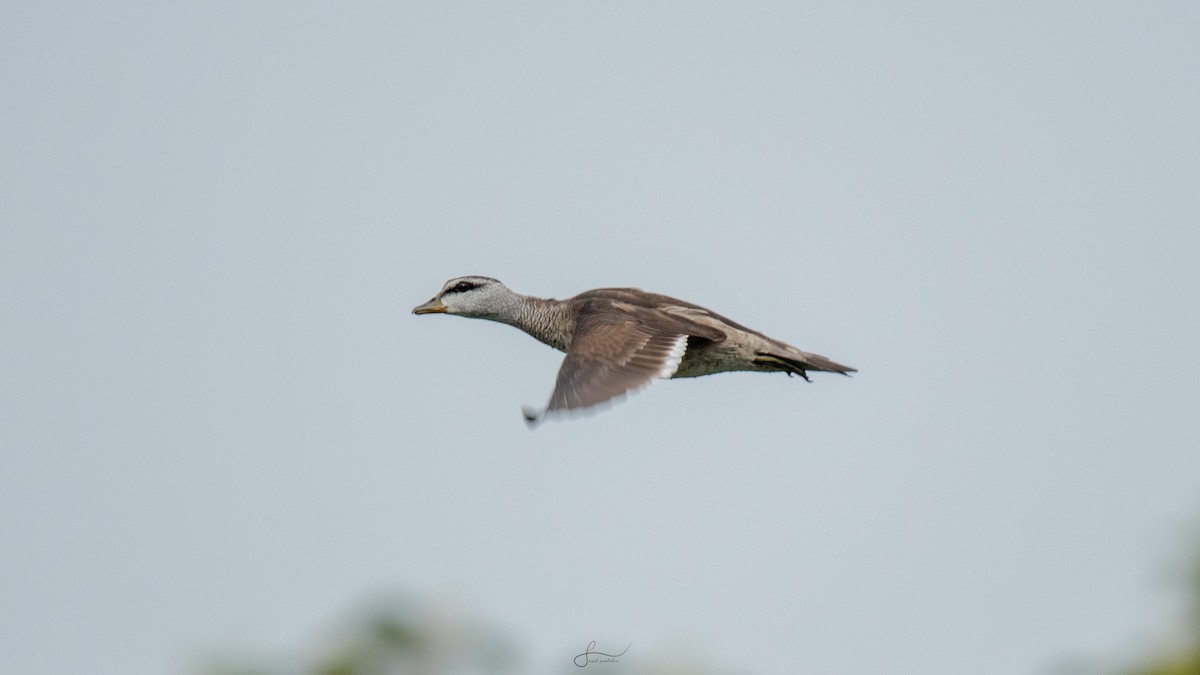 Cotton Pygmy-Goose - Faisal Fasaludeen