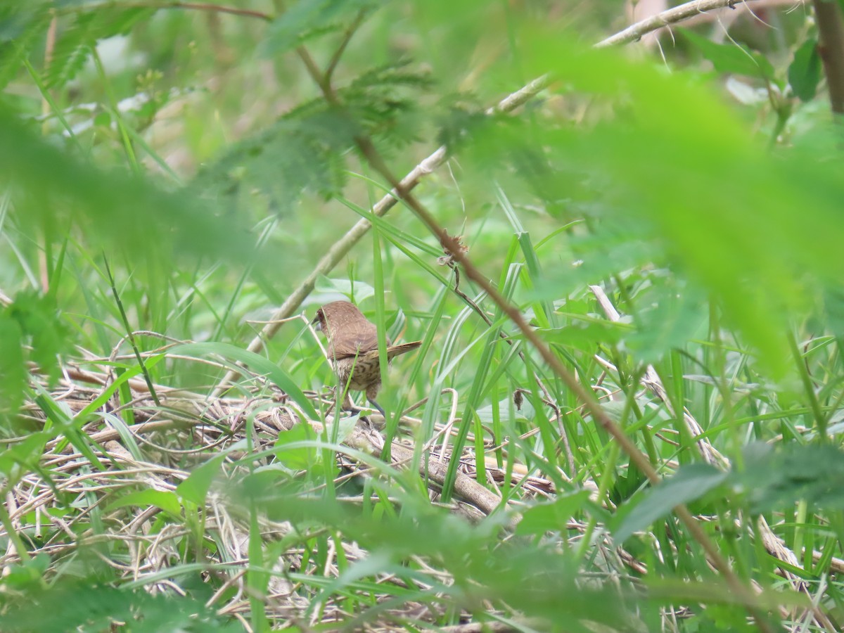 Scaly-breasted Munia - Hercs Doria