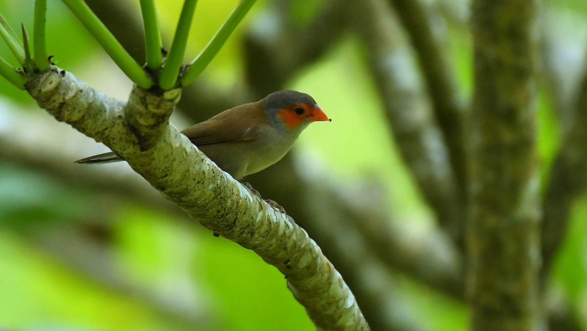 Orange-cheeked Waxbill - ML619558451