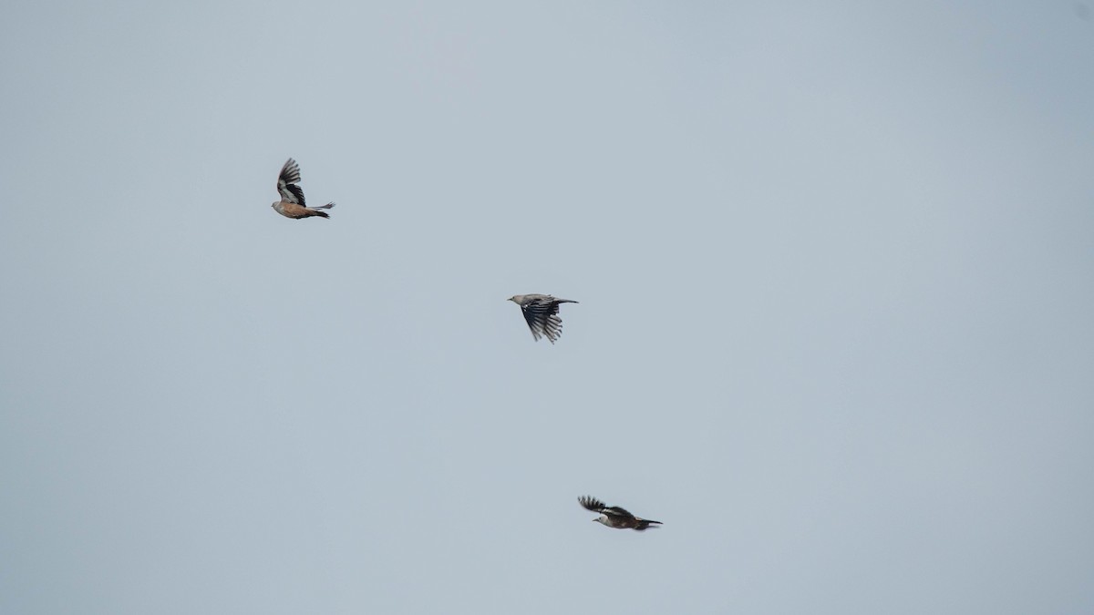 Malabar Starling - ML619558453