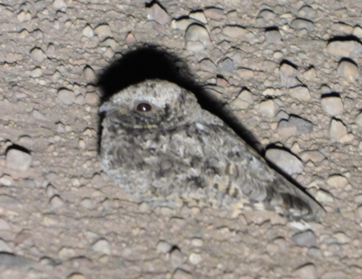 Common Poorwill - Eric Hough