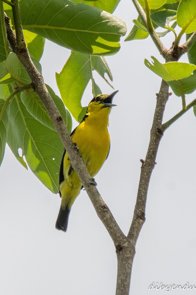 Common Iora - ML619558459