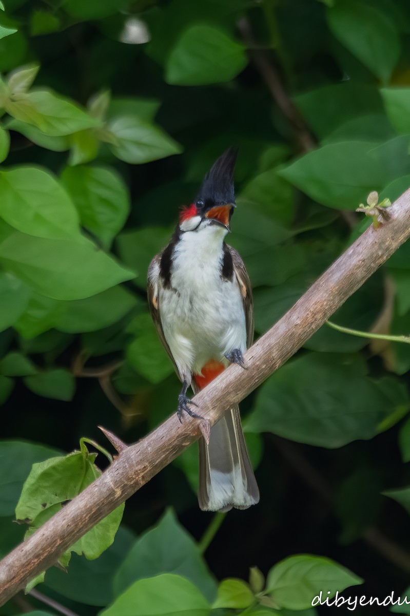 Red-whiskered Bulbul - ML619558467