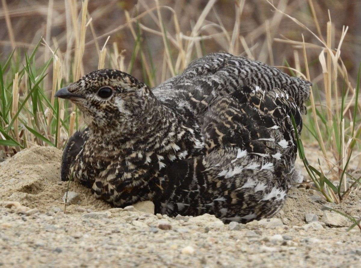 Spruce Grouse - Ben Simmons