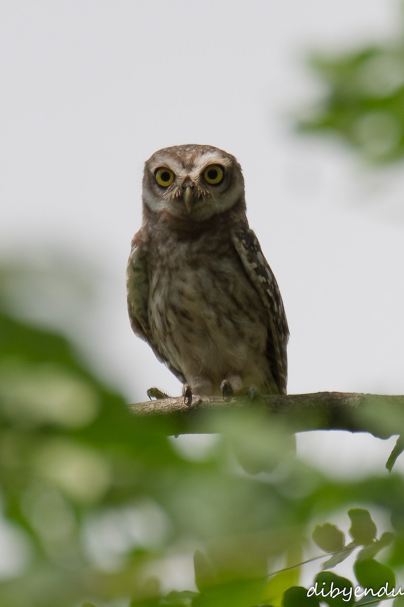 Spotted Owlet - Dibyendu Paul