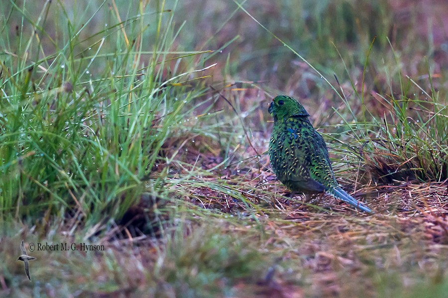 Ground Parrot - ML619558485