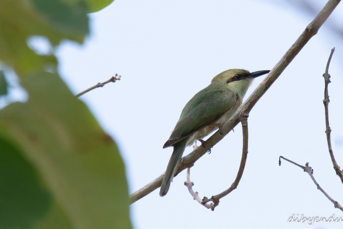 Asian Green Bee-eater - Dibyendu Paul