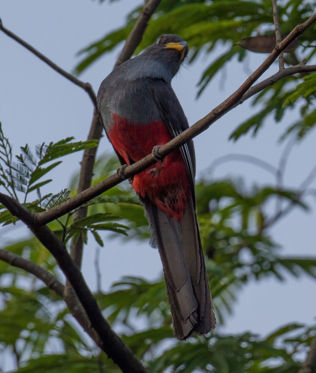 Black-tailed Trogon - ML619558501