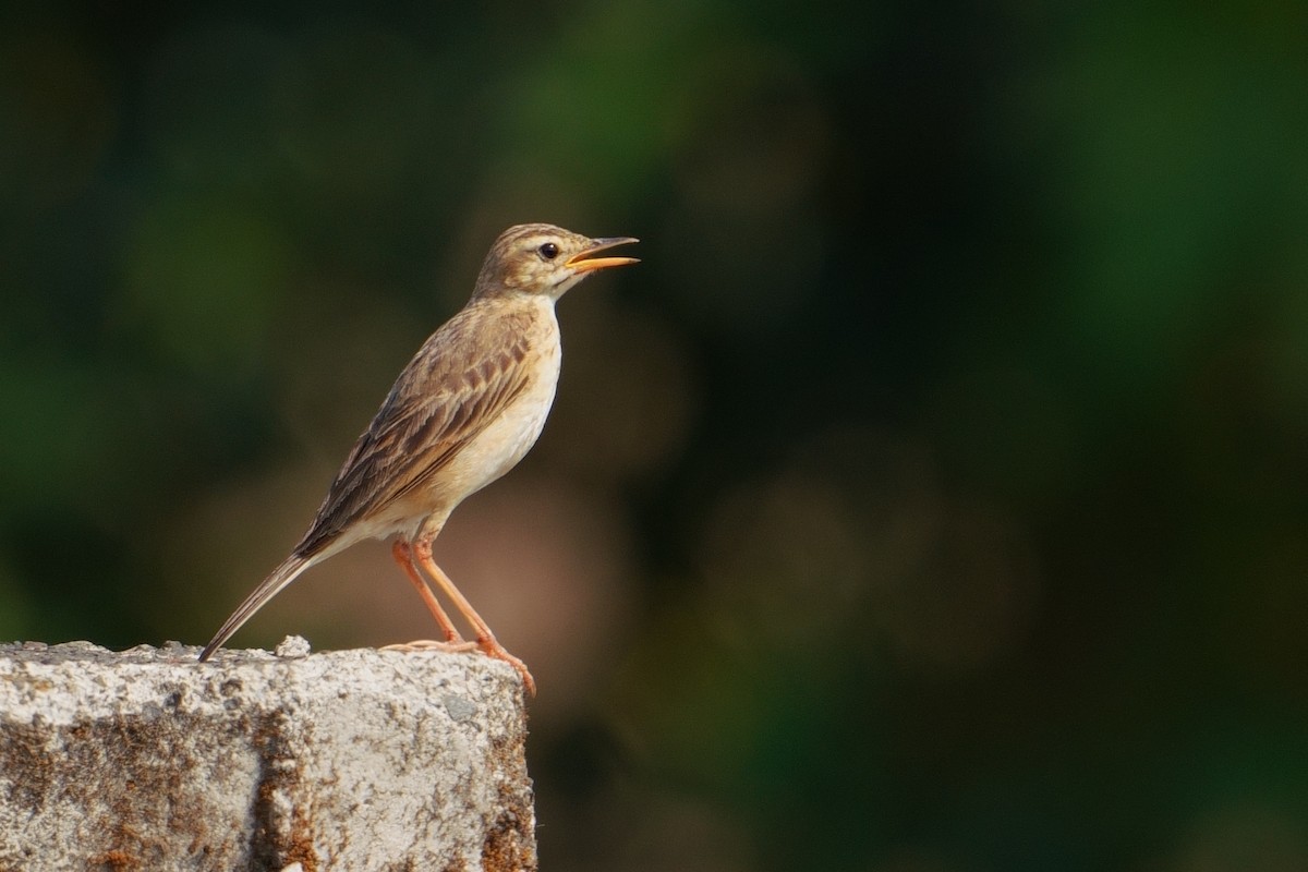 Paddyfield Pipit - Amit Bandekar