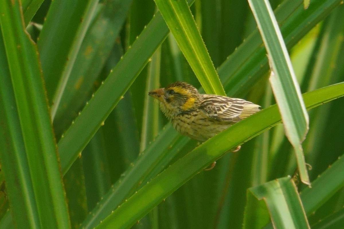 Streaked Weaver - Amit Bandekar