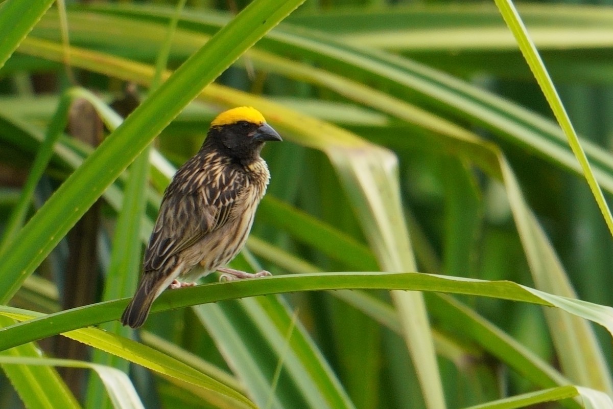 Streaked Weaver - Amit Bandekar