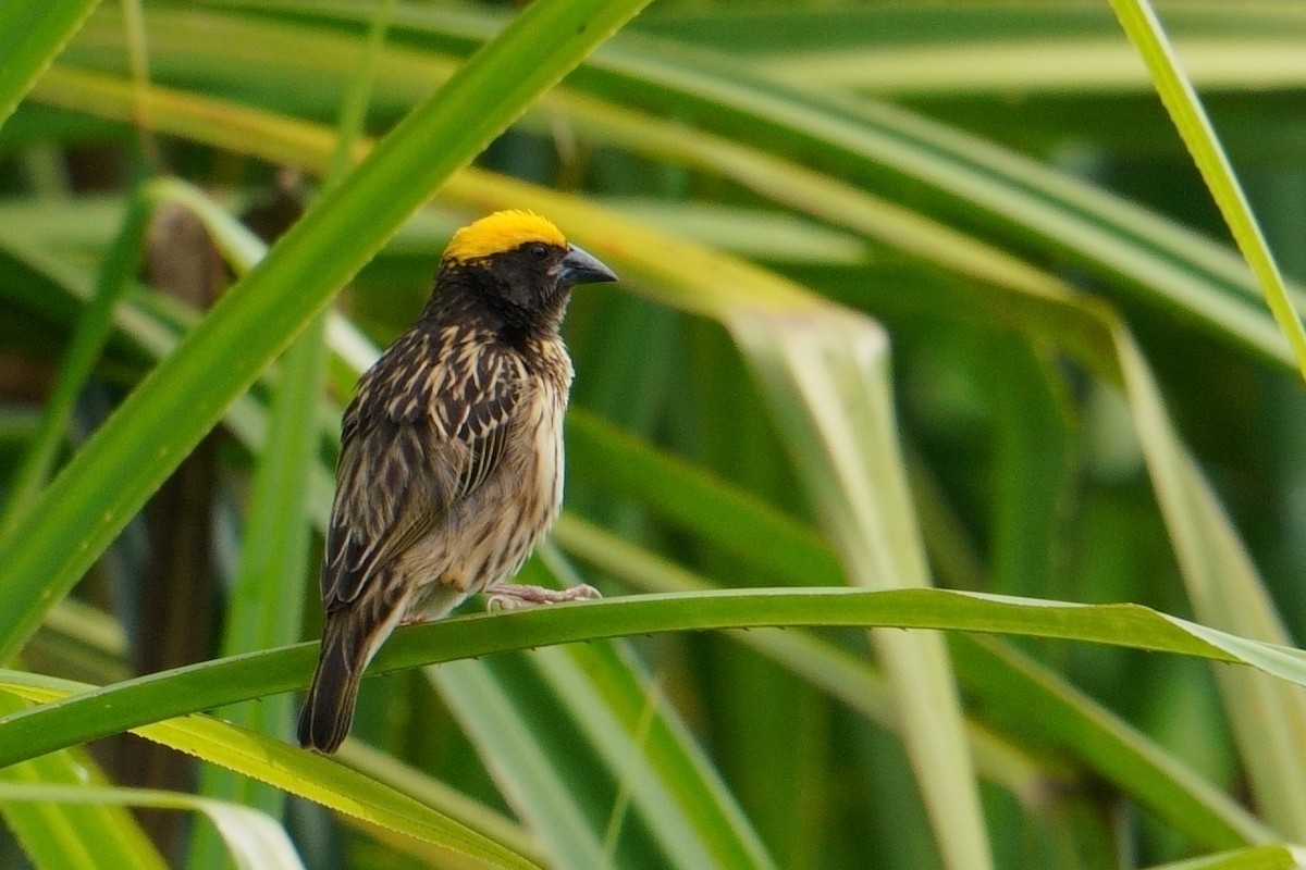 Streaked Weaver - Amit Bandekar