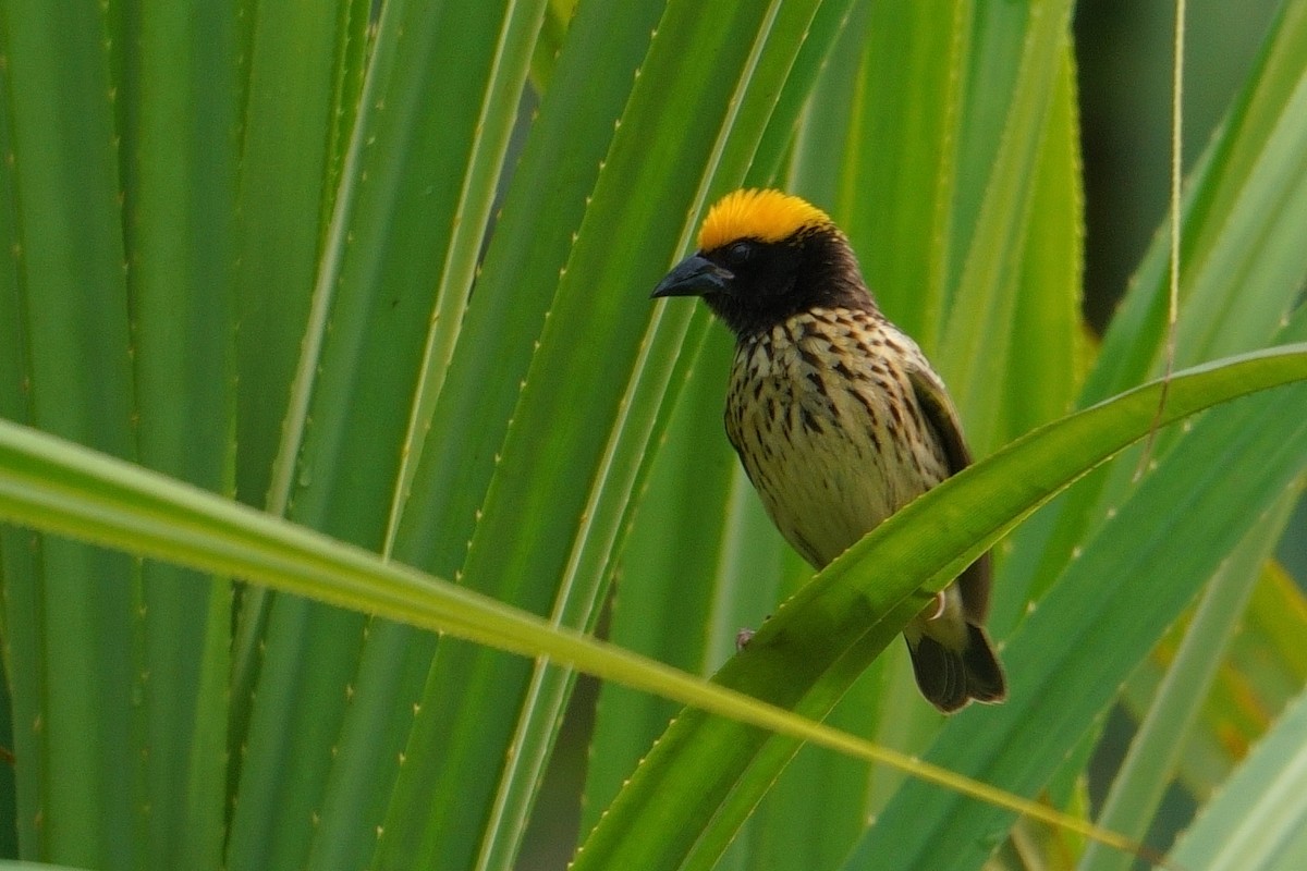 Streaked Weaver - Amit Bandekar