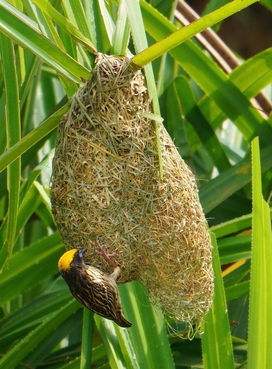 Streaked Weaver - Amit Bandekar