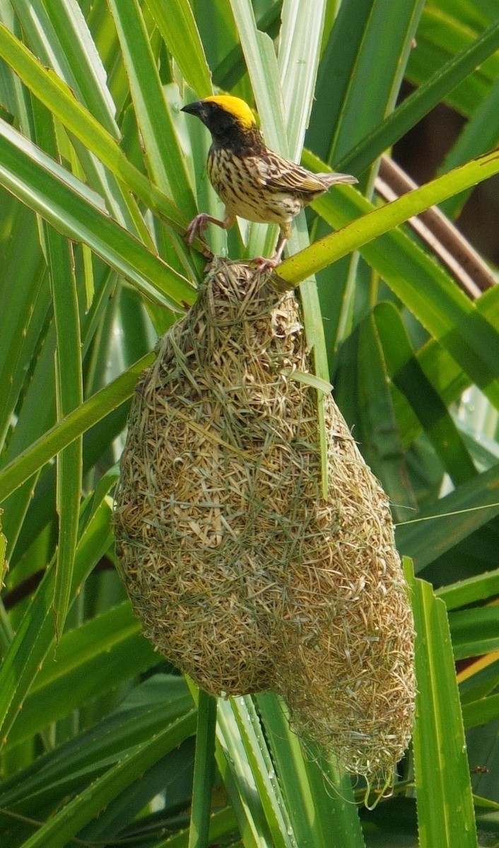 Streaked Weaver - Amit Bandekar