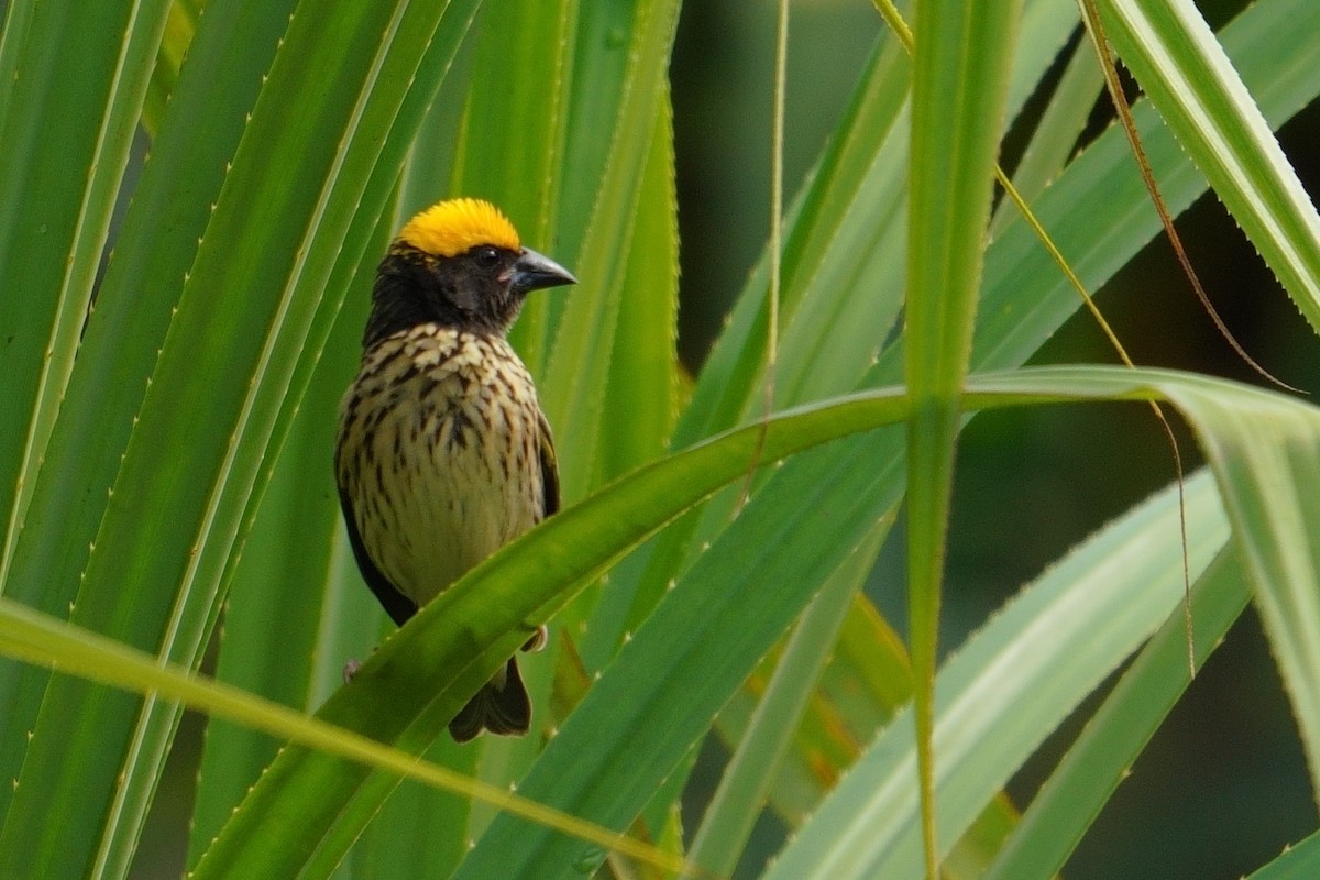 Streaked Weaver - ML619558516