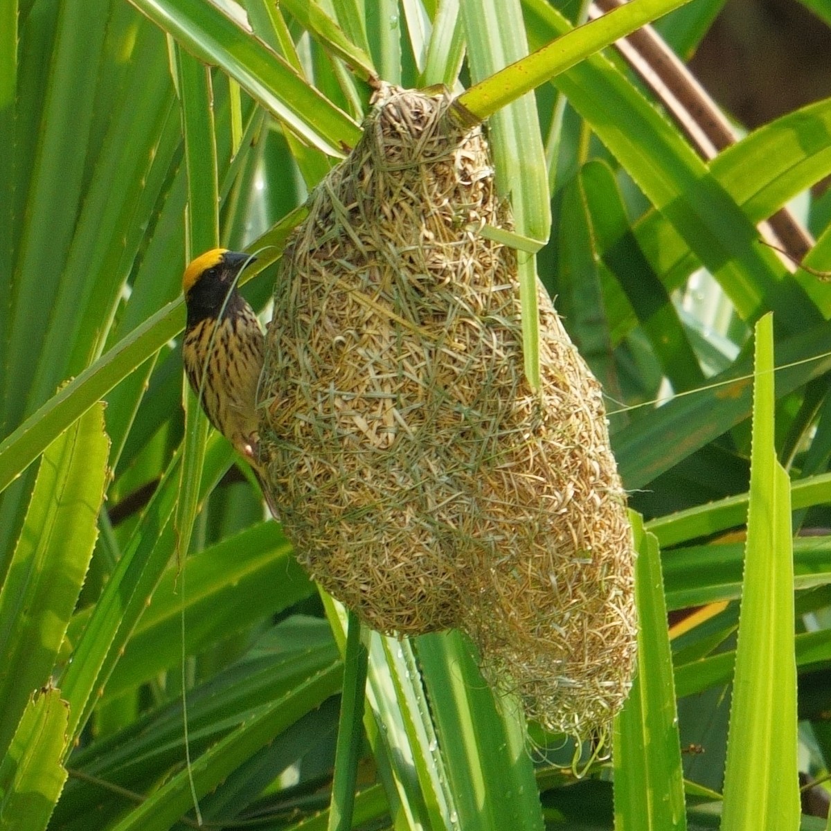 Streaked Weaver - Amit Bandekar