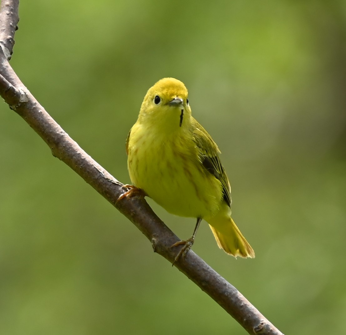 Yellow Warbler - Nicolle and H-Boon Lee