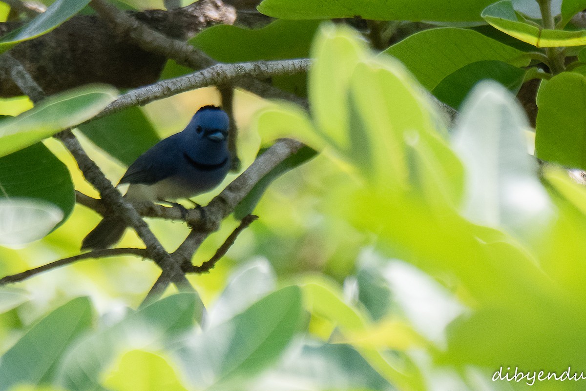 Black-naped Monarch - Dibyendu Paul