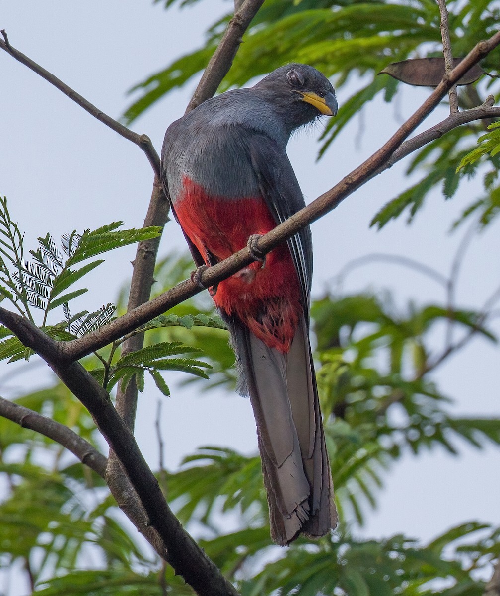 Black-tailed Trogon - ML619558546