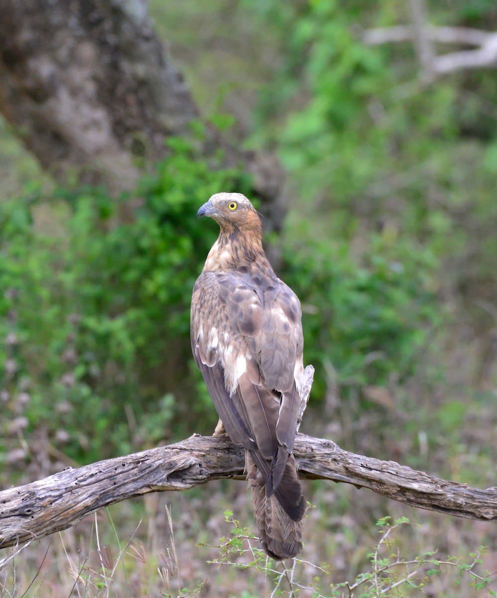 Oriental Honey-buzzard - Koushalya Mahagedara