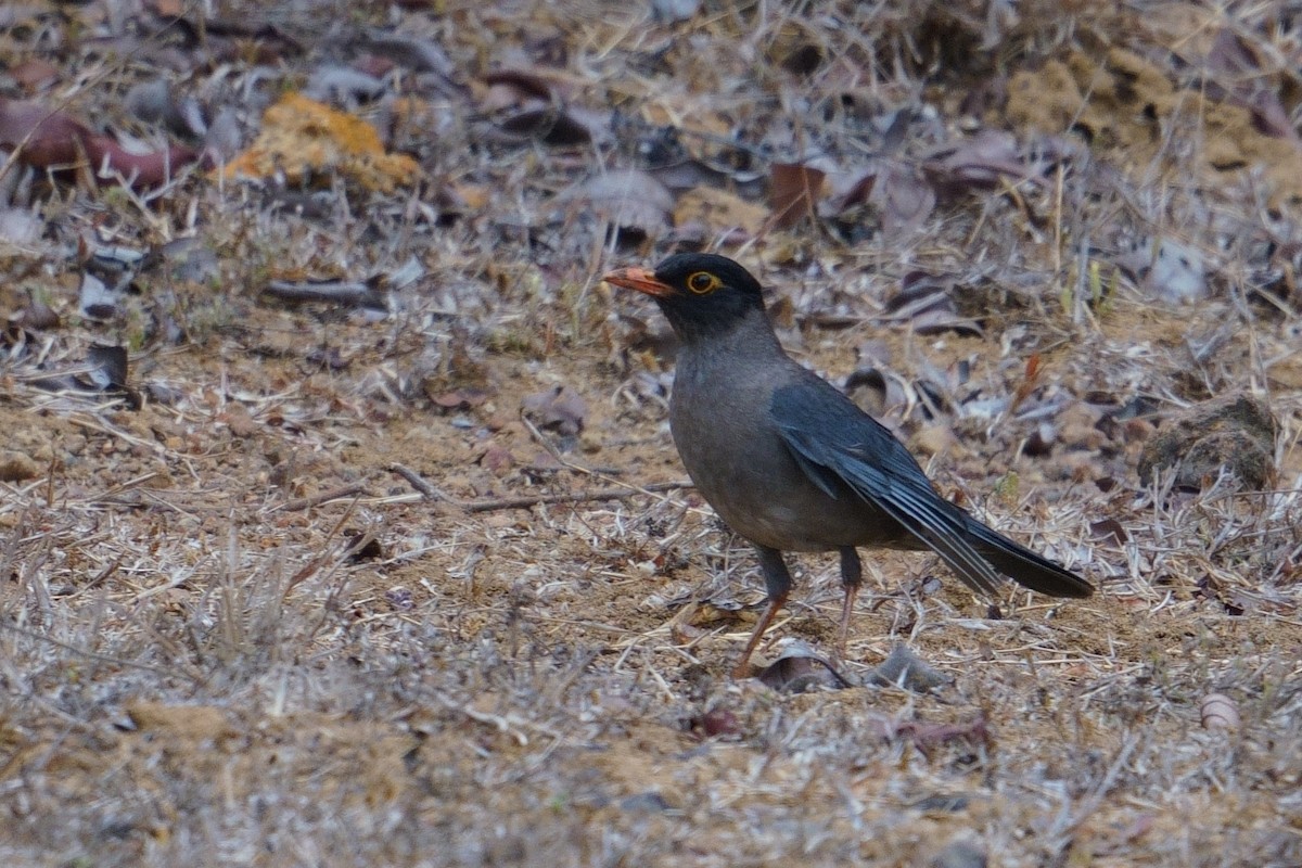 Indian Blackbird - ML619558587