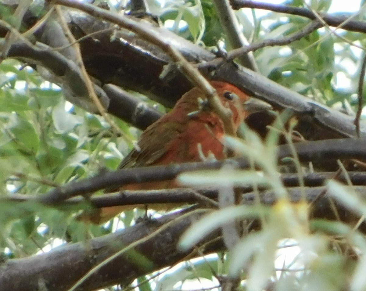 Summer Tanager - Eric Hough