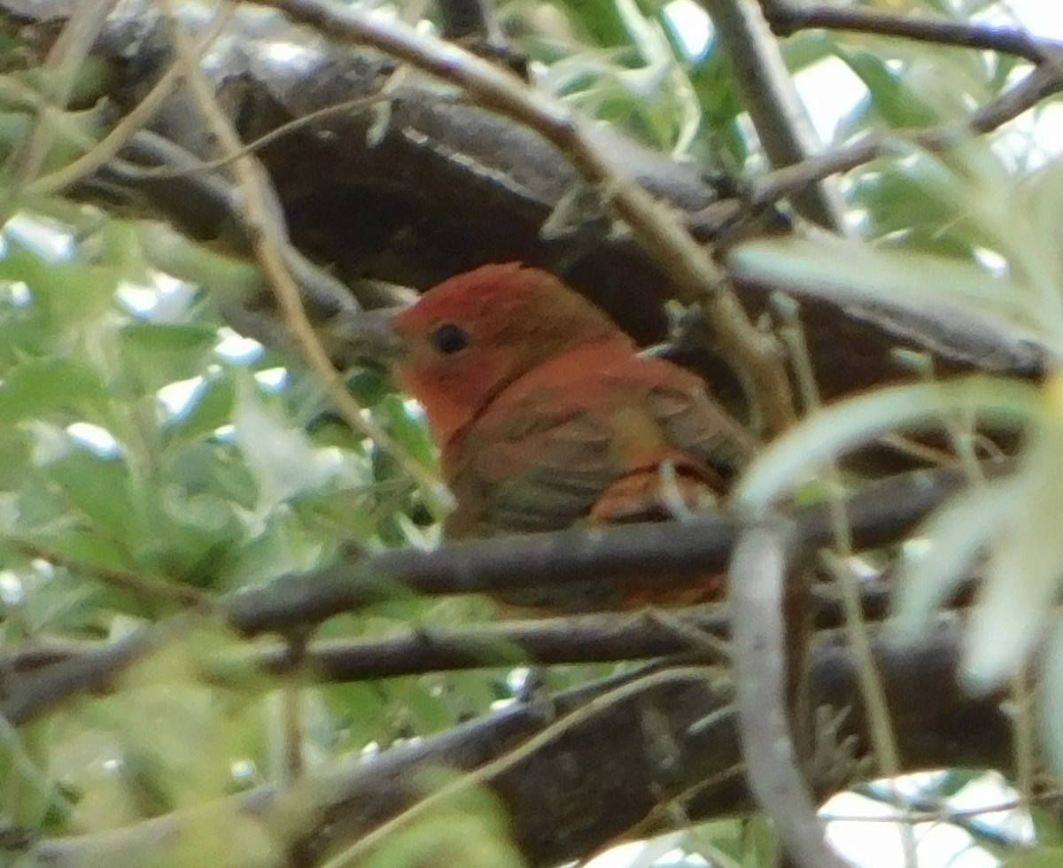 Summer Tanager - Eric Hough