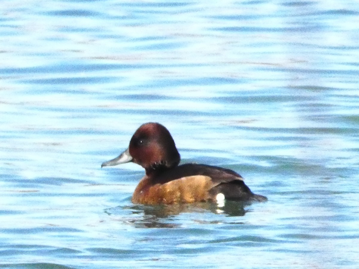 Ferruginous Duck - ML619558599