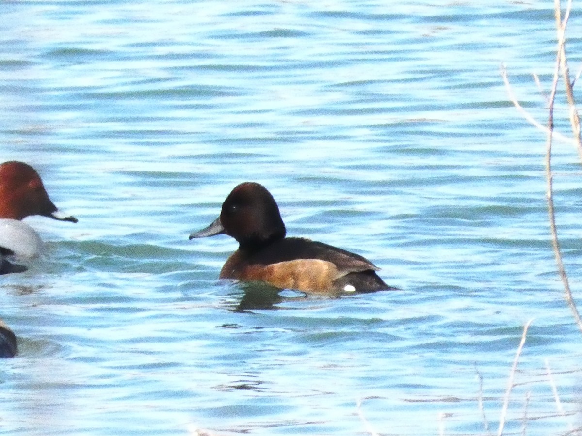 Ferruginous Duck - ML619558600