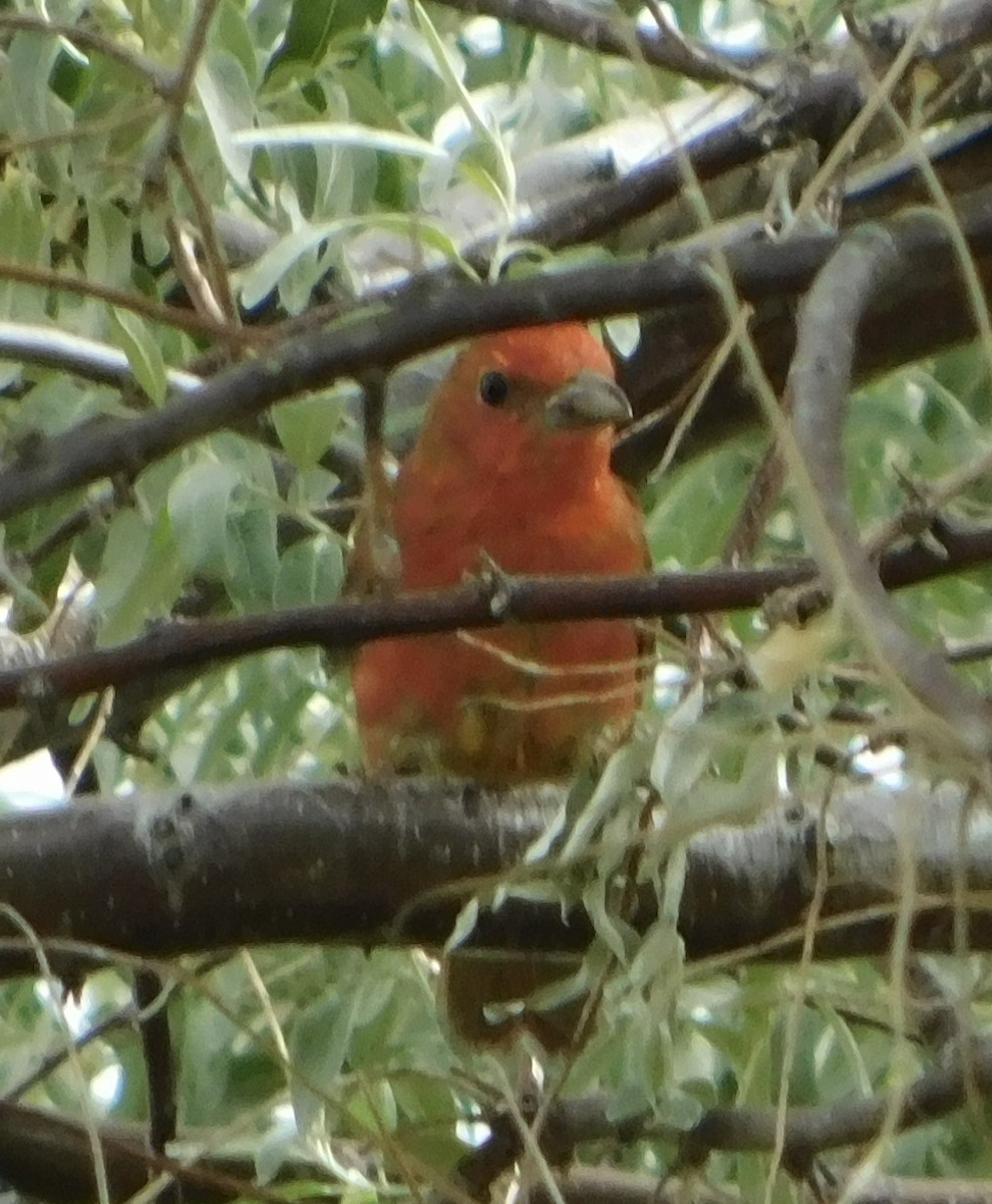 Summer Tanager - Eric Hough