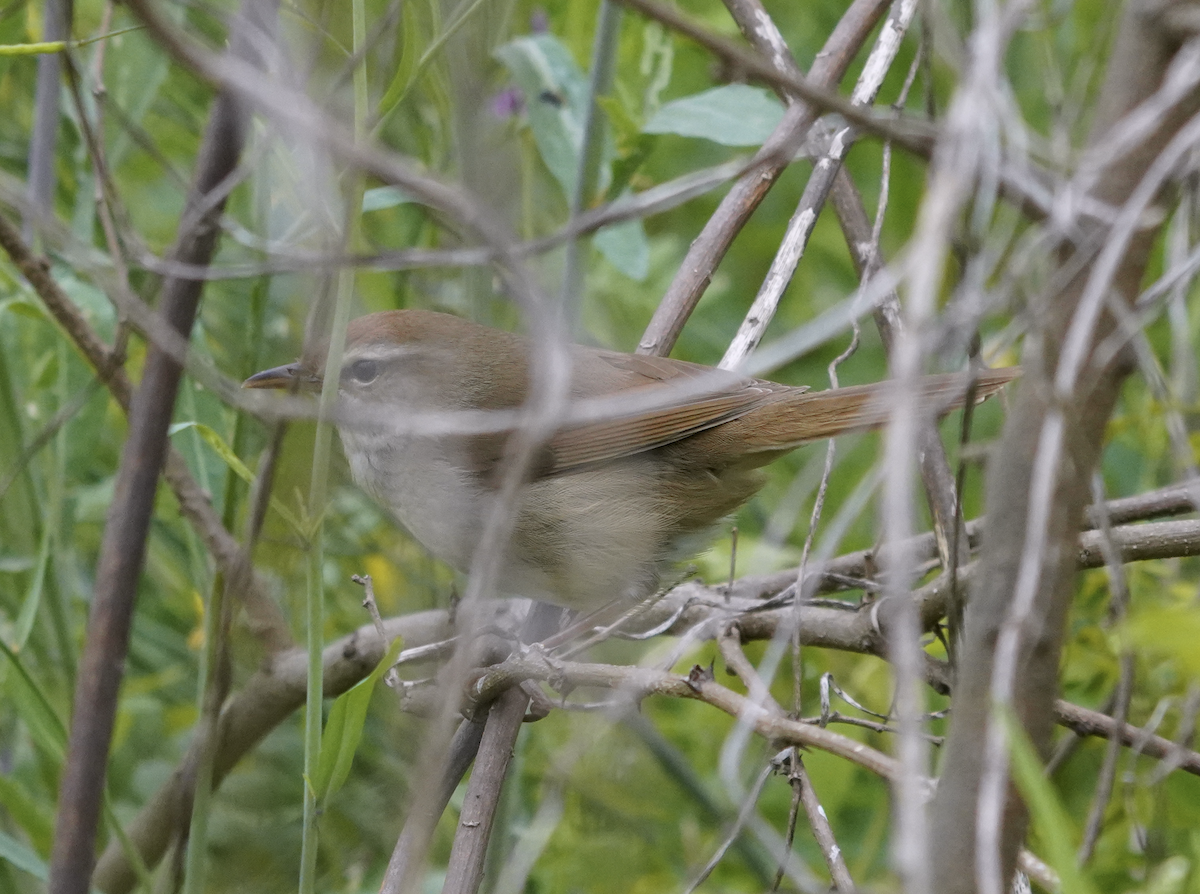 Manchurian Bush Warbler - Zhongyu Wang