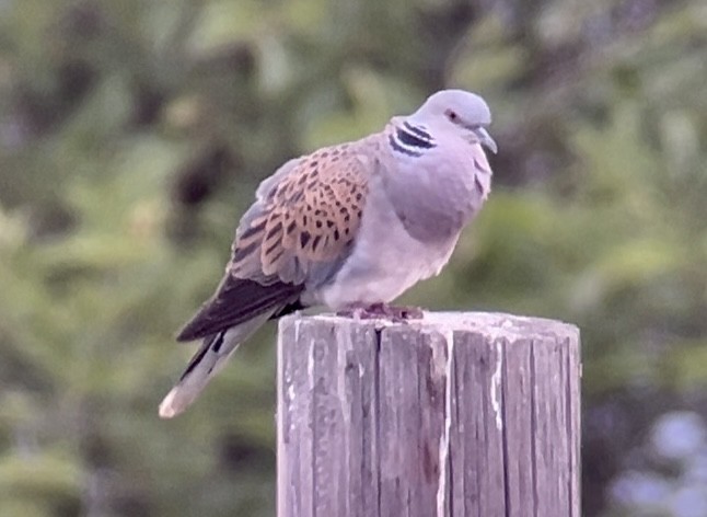 European Turtle-Dove - Patrick Finch