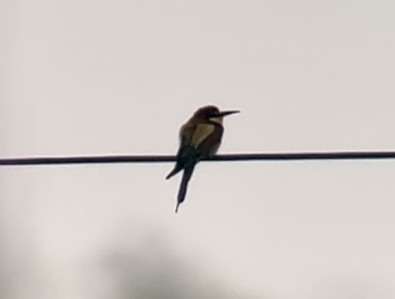 European Bee-eater - Patrick Finch