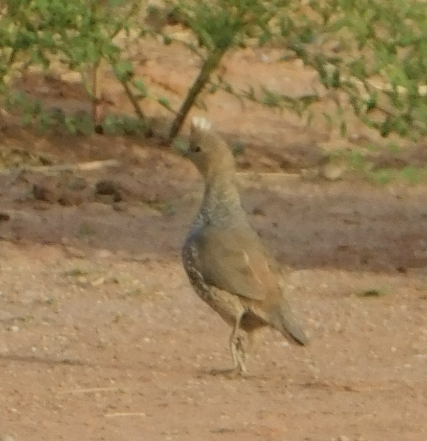 Scaled Quail - Eric Hough