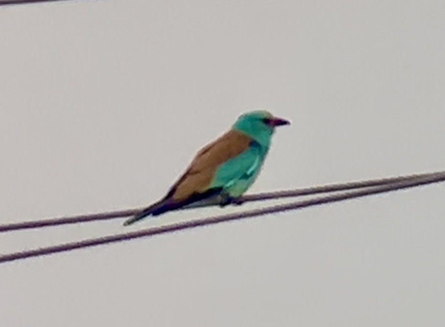 European Roller - Patrick Finch